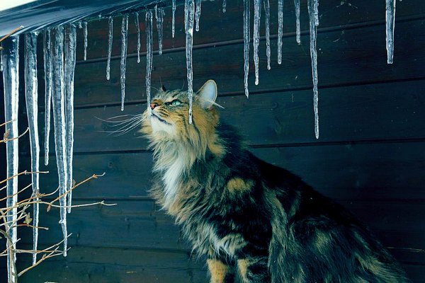 Морозну погоду синоптики прогнозують до кінця тижня на Черкащині